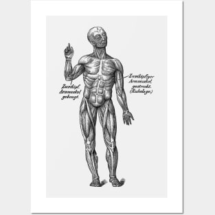 German Diagram Arm Muscular System - Vintage Anatomy Posters and Art